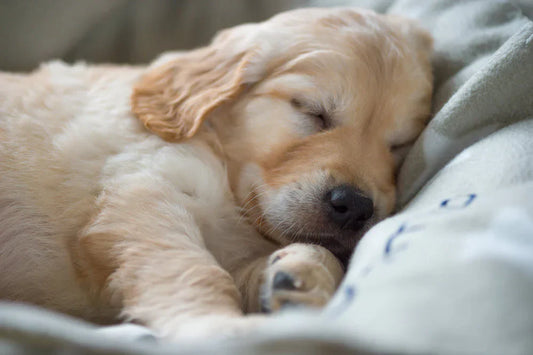 Why a Dog Bed Matters?