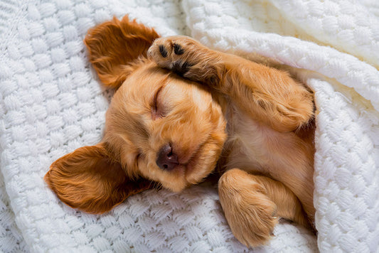 Tips for Encouraging Use Of The Bed.
