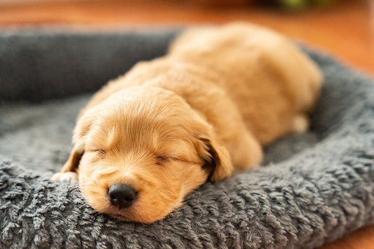 How Can I Choose the Right Bed?